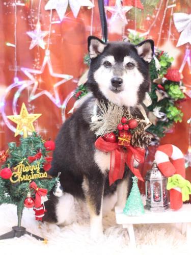 20231229ひめちゃん